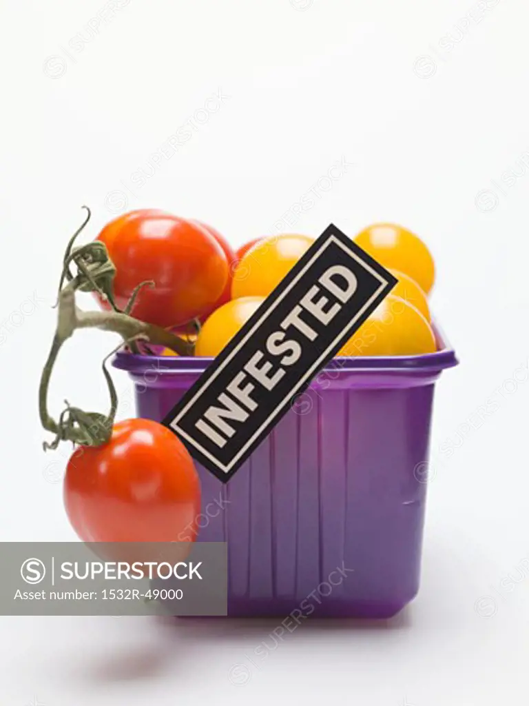 Tomatoes in a plastic punnet with an 'INFESTED' label
