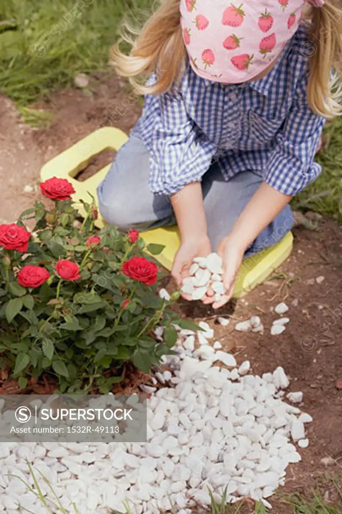 Little girl putting pebbles around rose bush