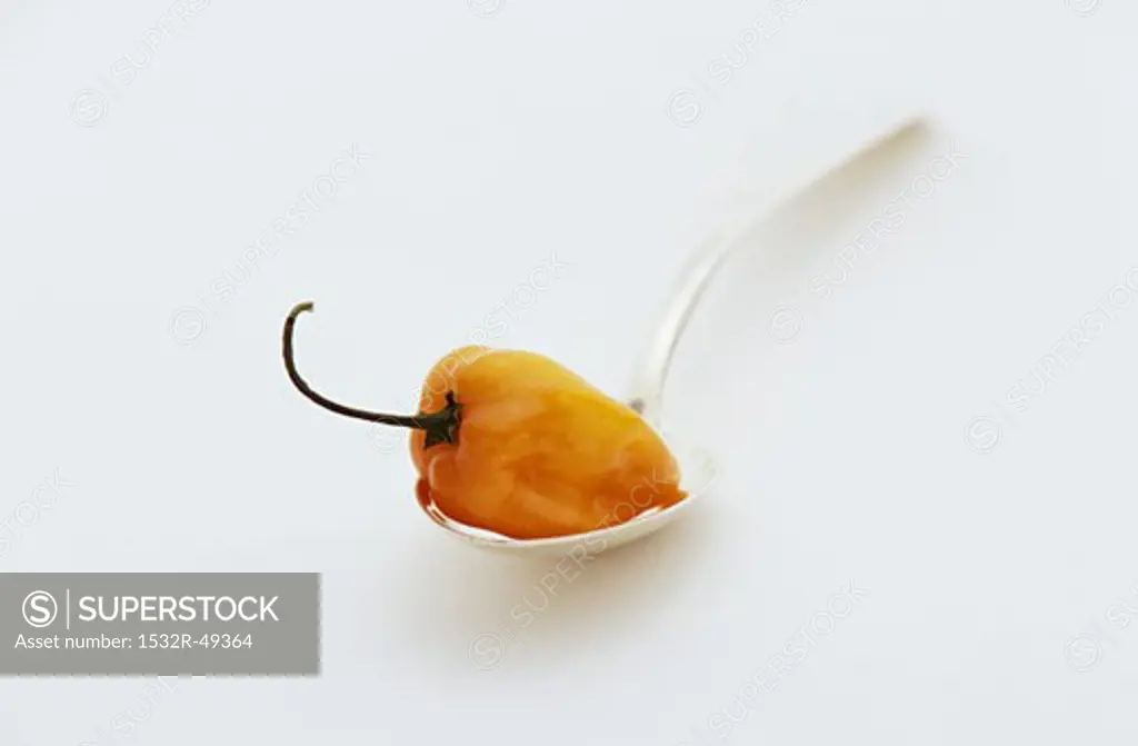 Yellow habanero chilli on spoon