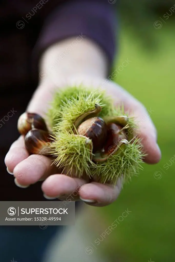 Hand holding fresh sweet chestnuts