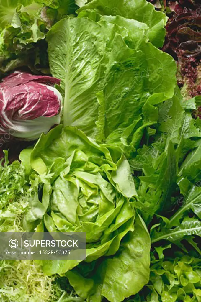 Various lettuces and salad vegetables (full-frame)