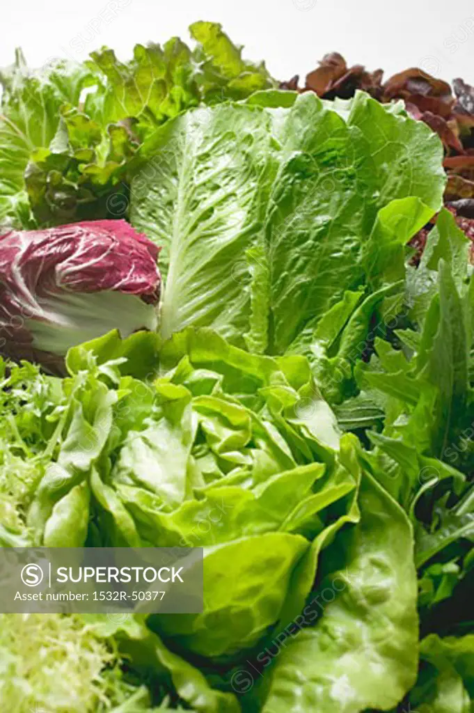 Various lettuces and salad vegetables (detail)