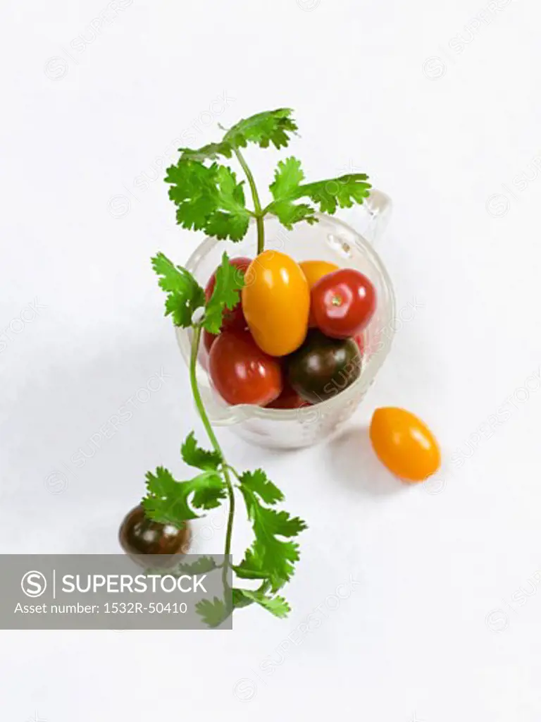 Various Cherry Tomatoes in Measuring Cup; Cilantro
