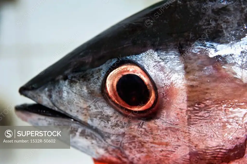 The head of a tuna fish