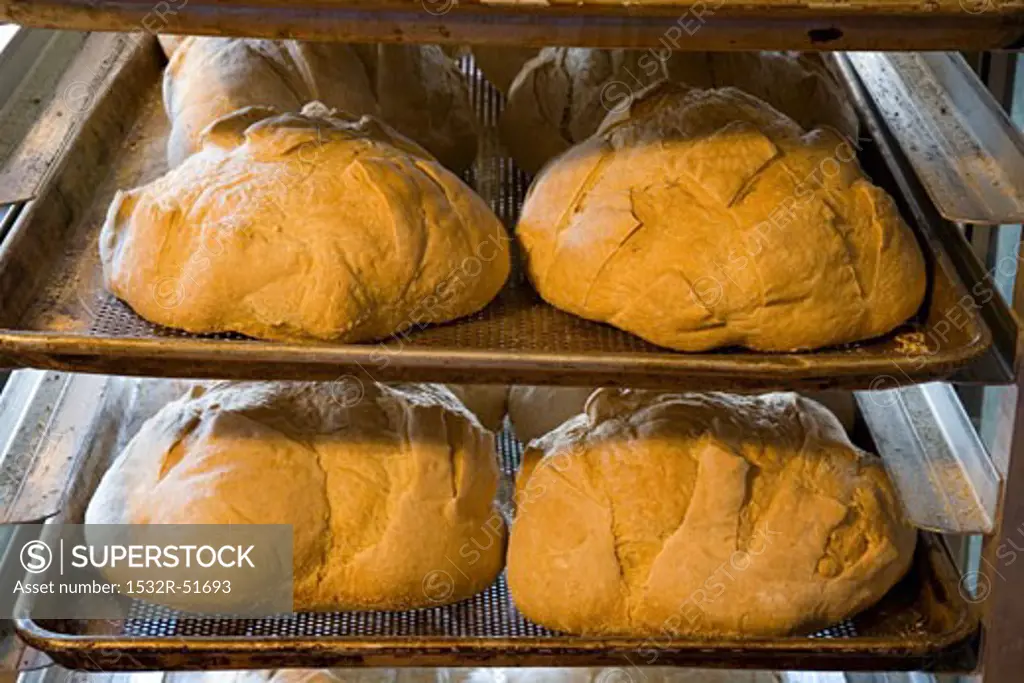 Handmade Loaves of Bread on Baking Trays