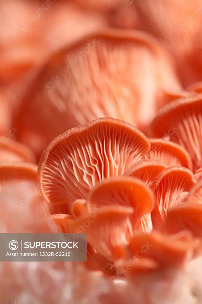 Organic Mushrooms; Close Up