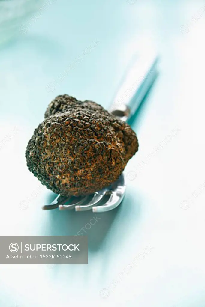 Black truffle (Périgord truffle) on fork