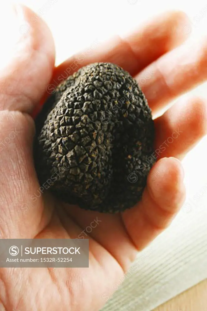Hand holding black truffle (Perigord truffle)