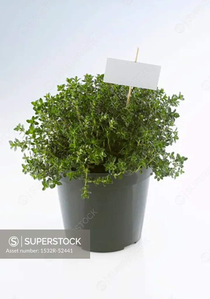 Pot of thyme with label