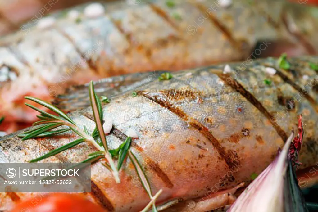 Grilled charr with rosemary