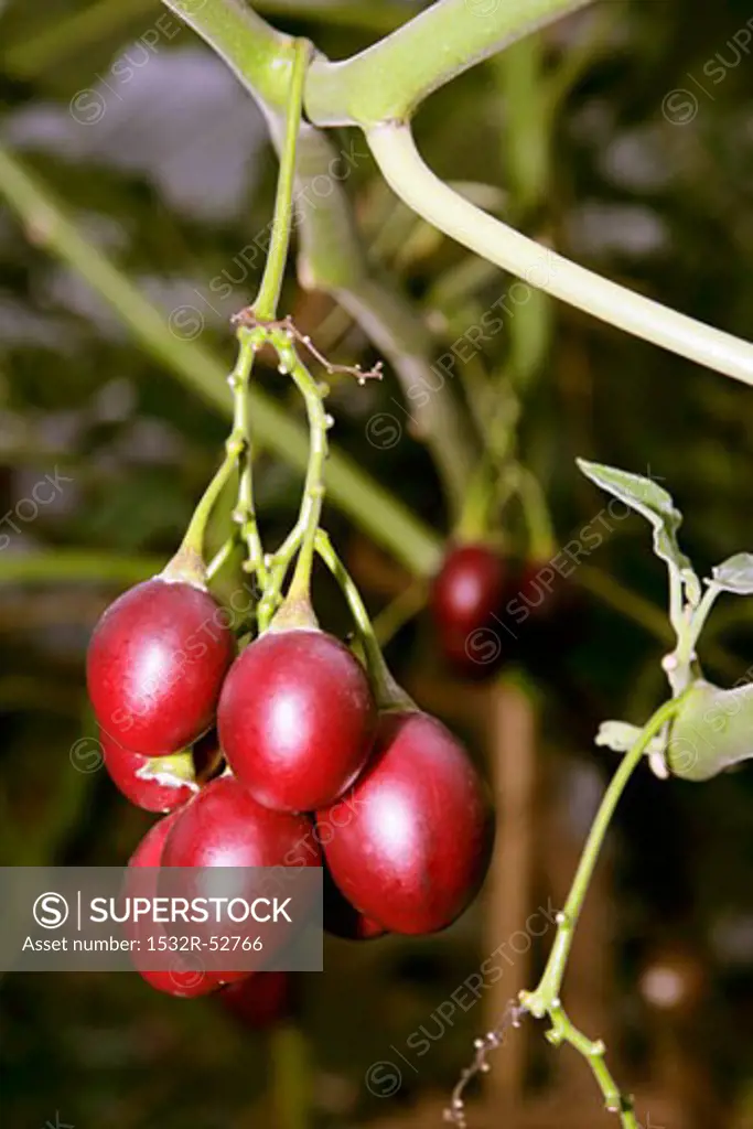 Tamarillos on the tree (tree tomatoes)