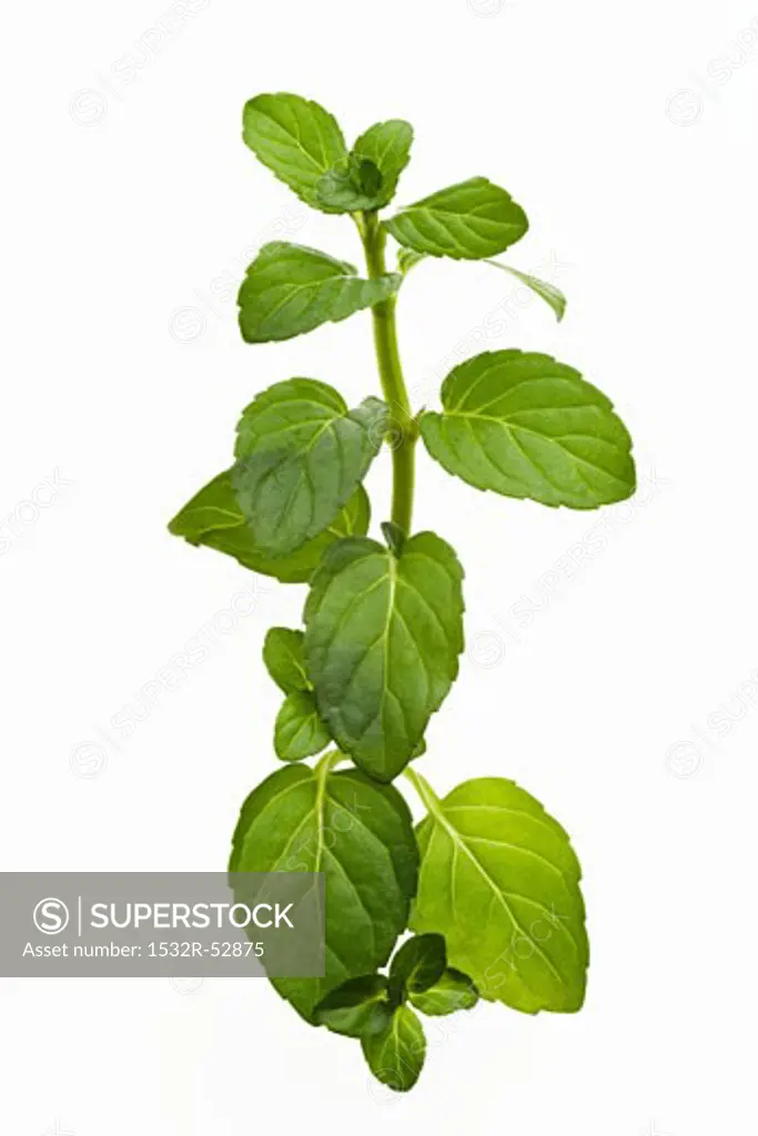 A sprig of peppermint