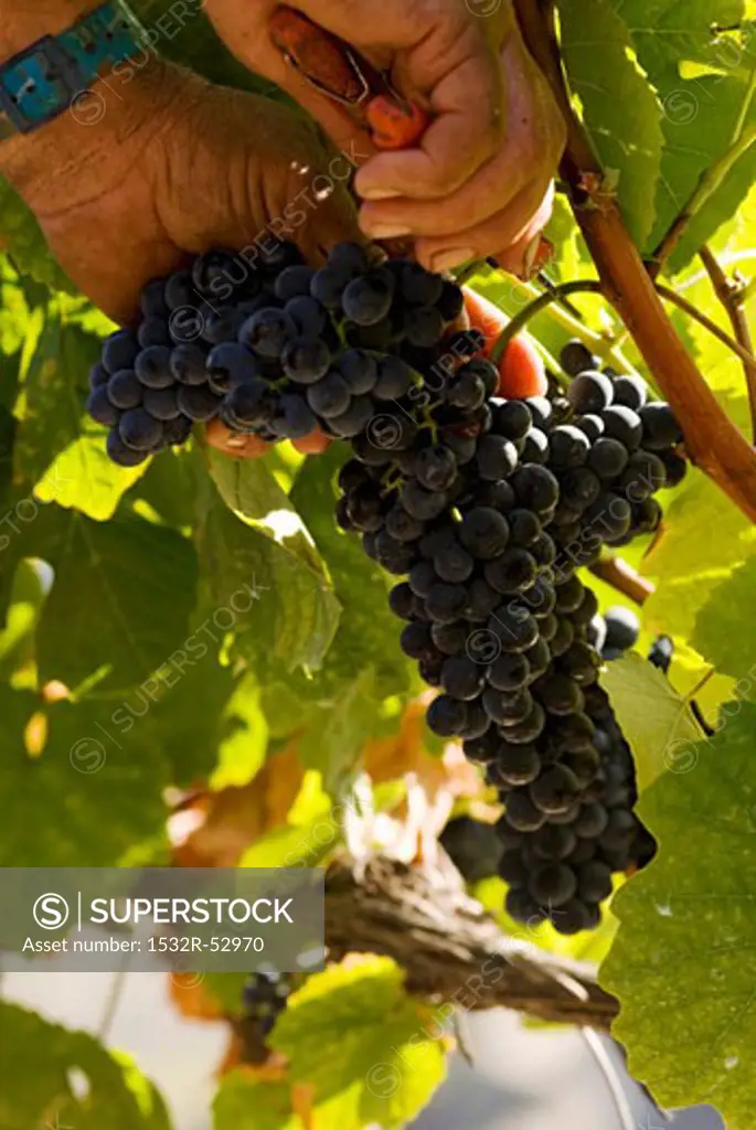 Grape-picking, Quinta do Crasto, Douro, Portugal