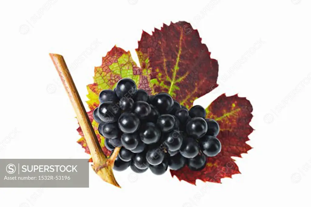 Black grapes with leaf