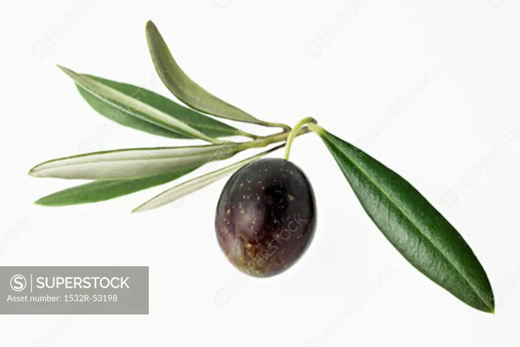Olive with leaves