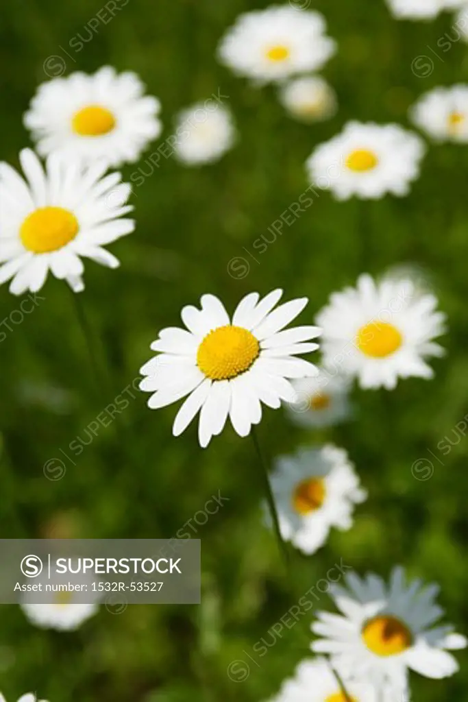 Marguerites in grass