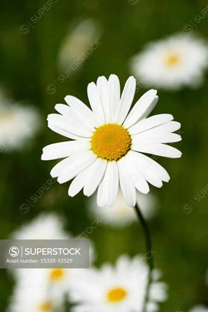 Marguerite in grass (close-up)