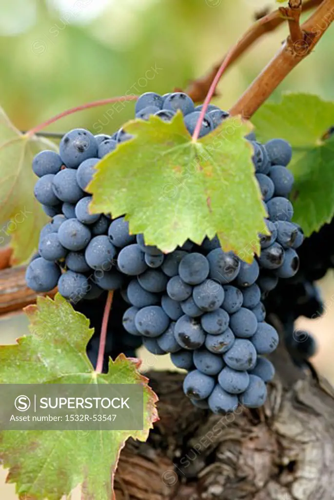 Baga grapes on the vine