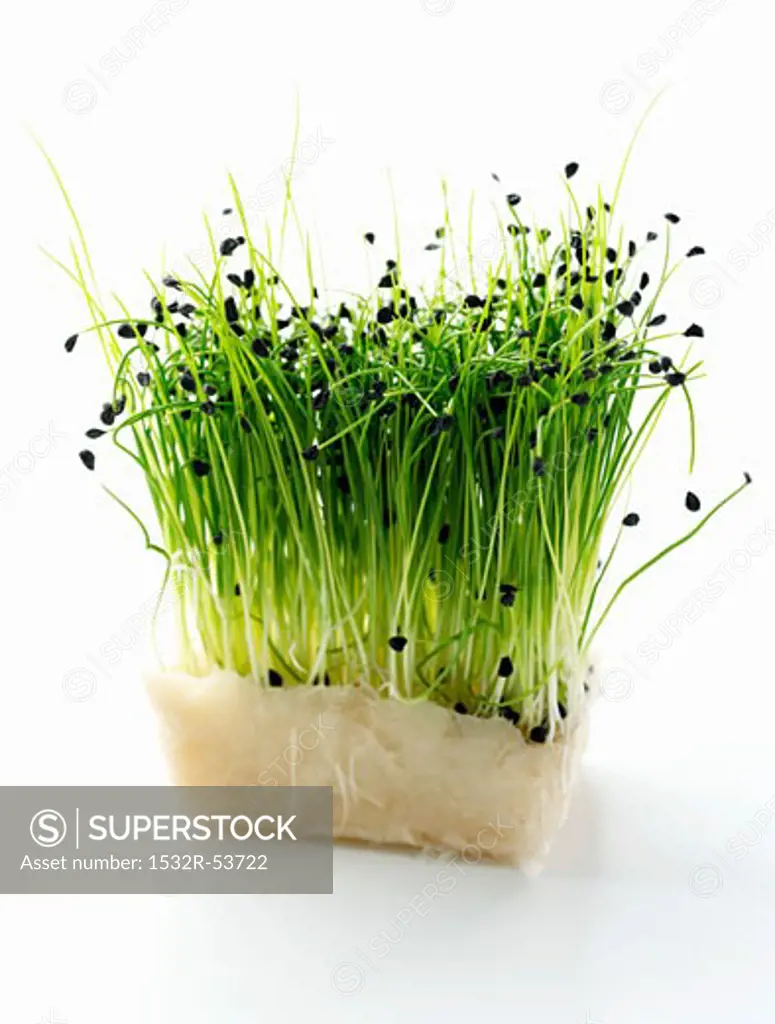 Chive sprouts