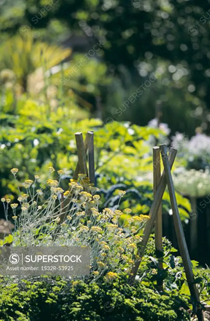Curry plant in a vegetable garden