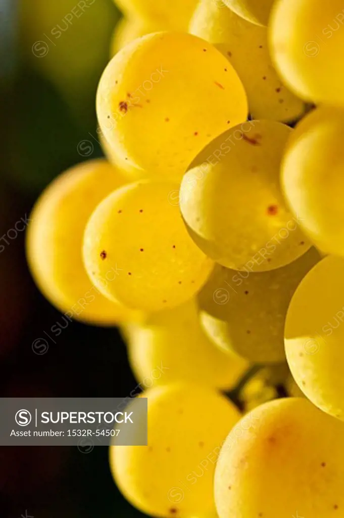 Ripe white wine grapes (Grüner Veltliner, Lower Austria)