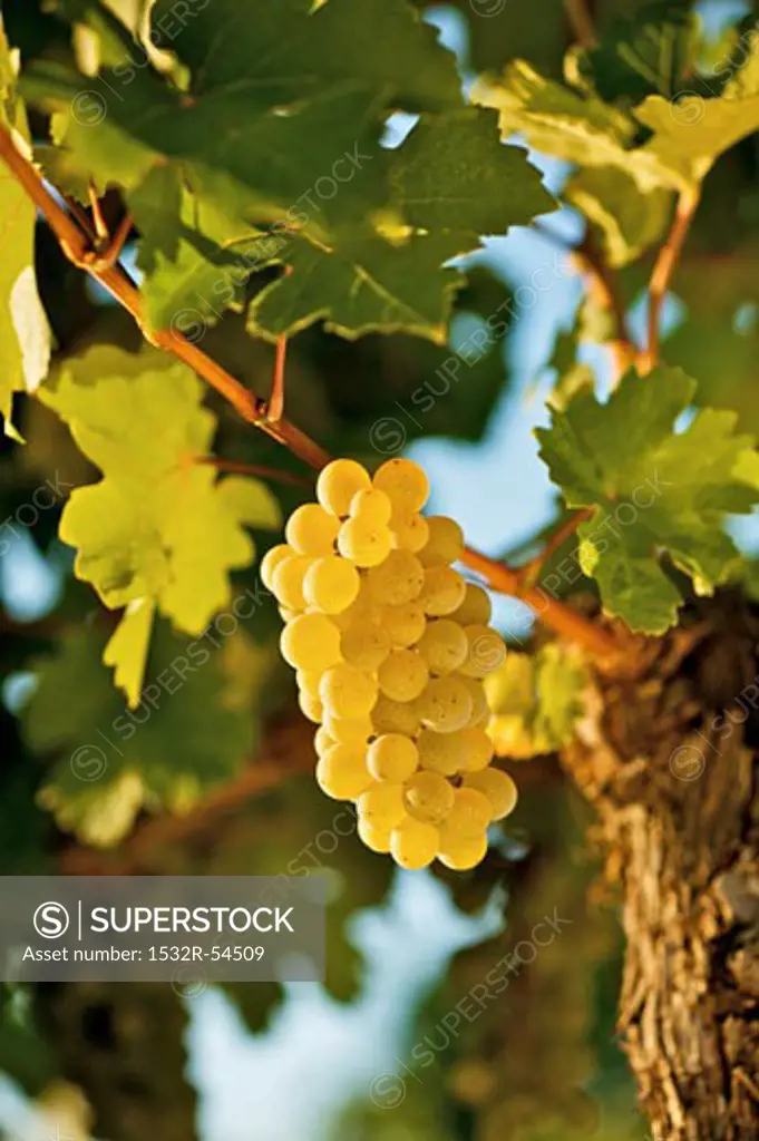 Ripe white wine grapes on vine ((Grüner Veltliner, Lower Austria)