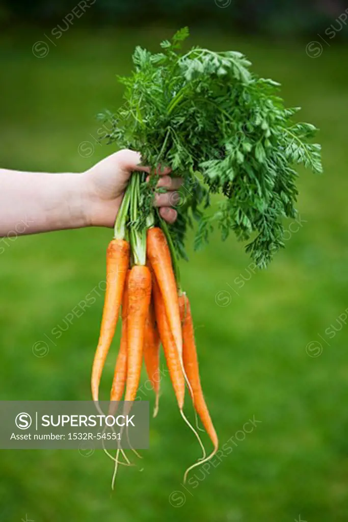 Hand holding fresh organic carrots