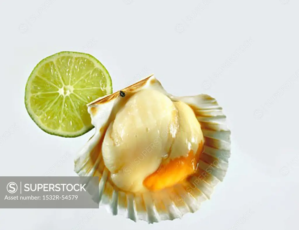 Scallop in shell, slice of lime