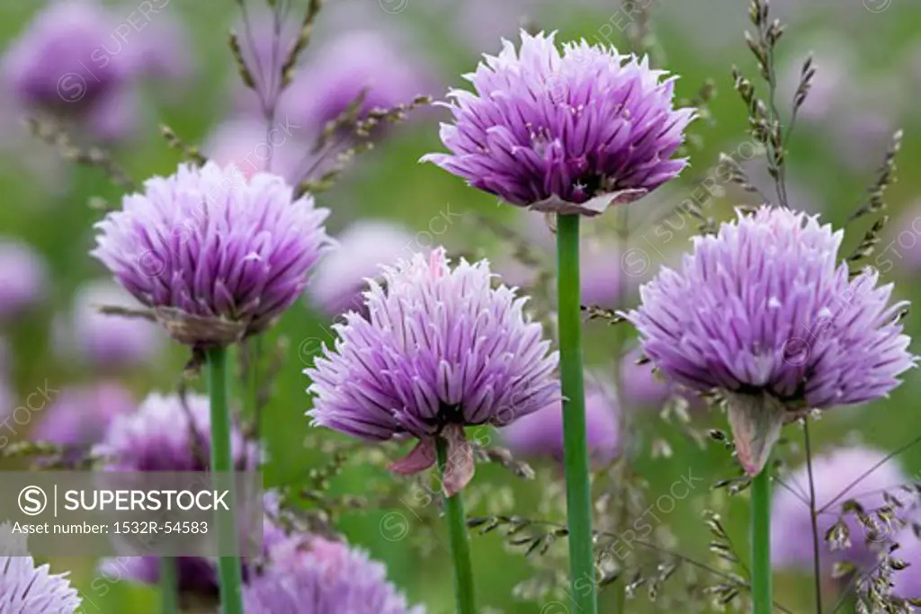 Flowering chives (outdoors)