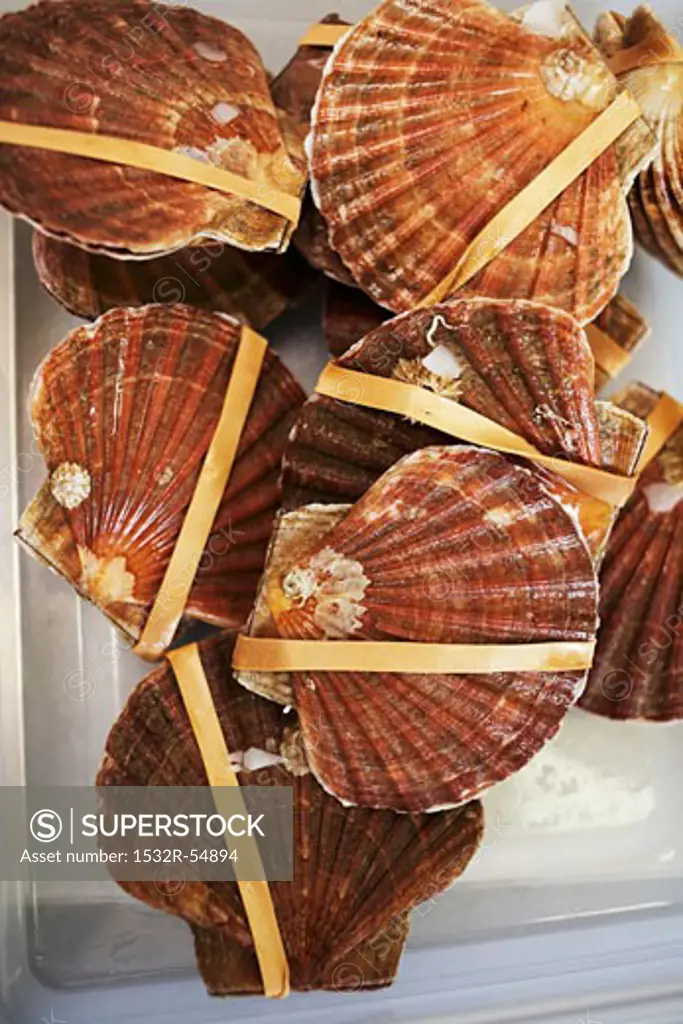 Fresh scallops with a rubber band