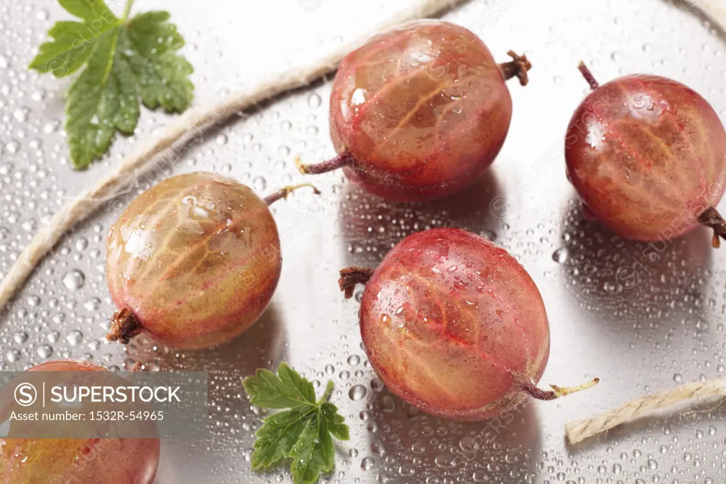 Red gooseberries with drops of water