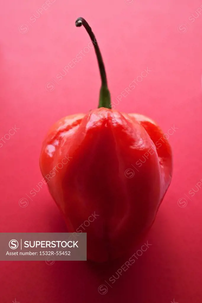 A red Habanero chilli pepper