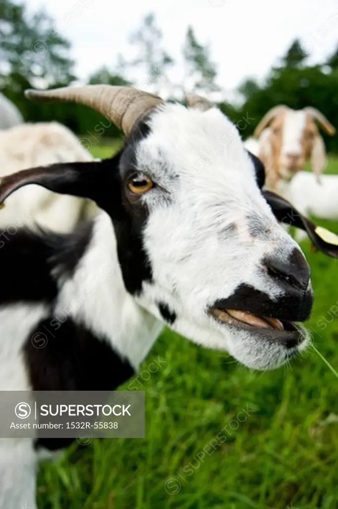 Goat with black and white markings