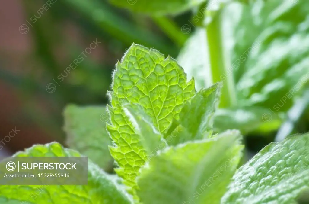 Fresh mint (close-up)