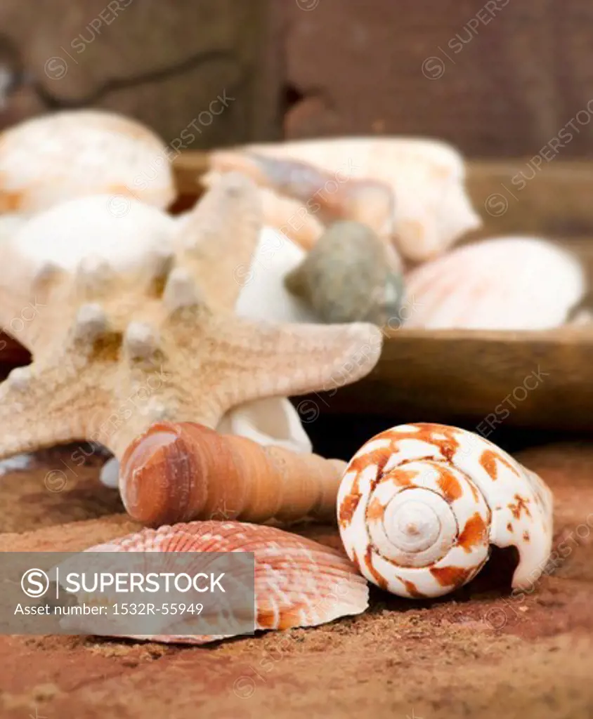 Maritime decoration (starfish and seashells)