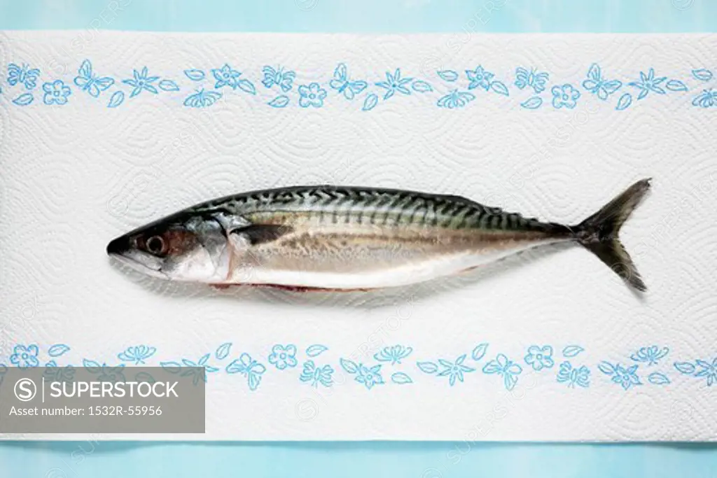 Fresh mackerel on kitchen paper