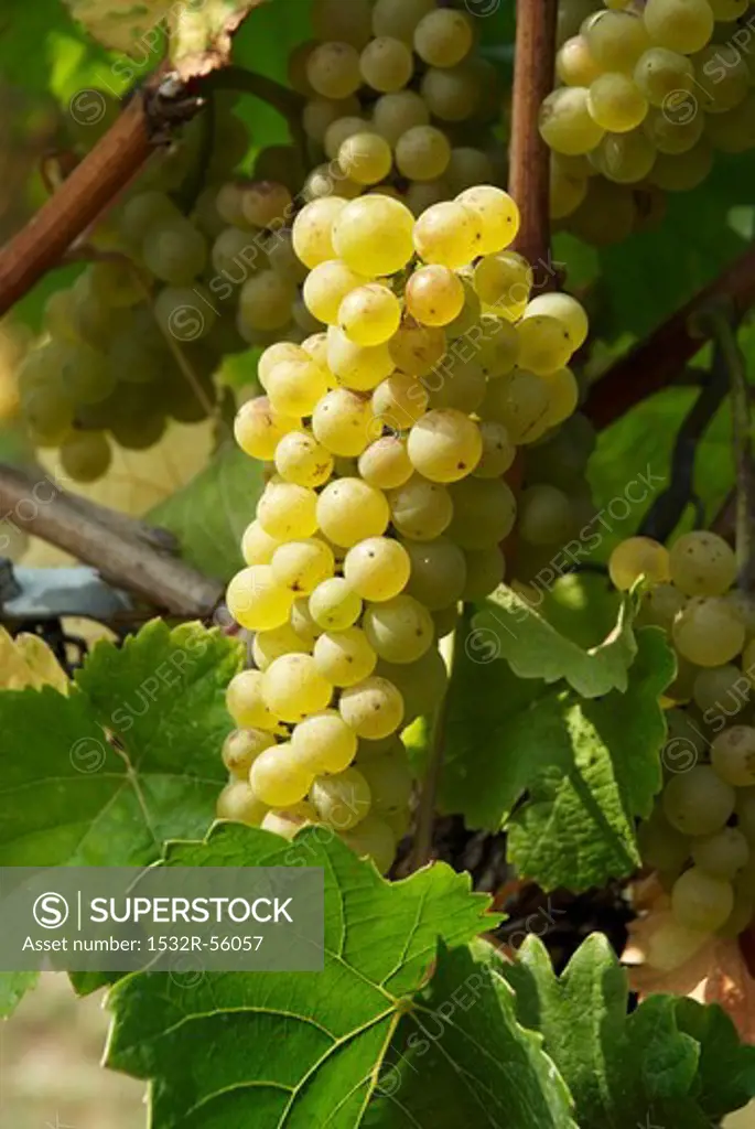 Pinot blanc grapes on the vine