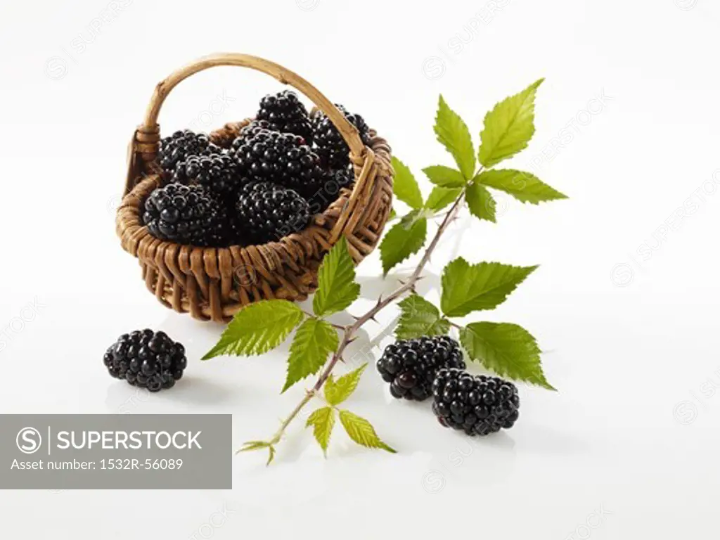 Blackberries in a little basket with a blackberry sprig next to it