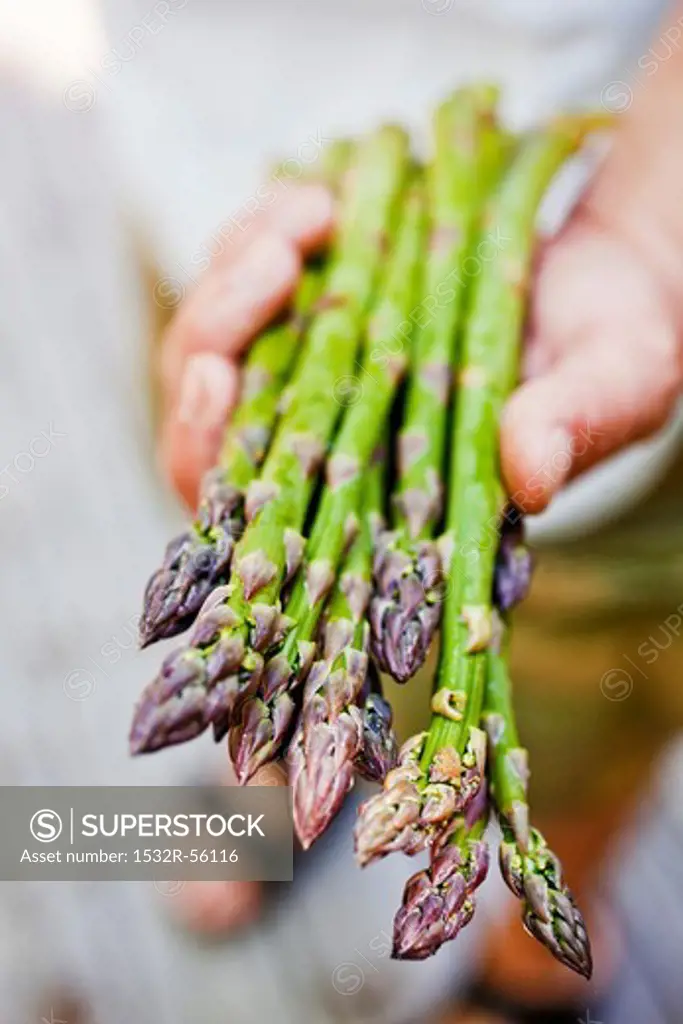 Hand Holding Fresh Asparagus Spears