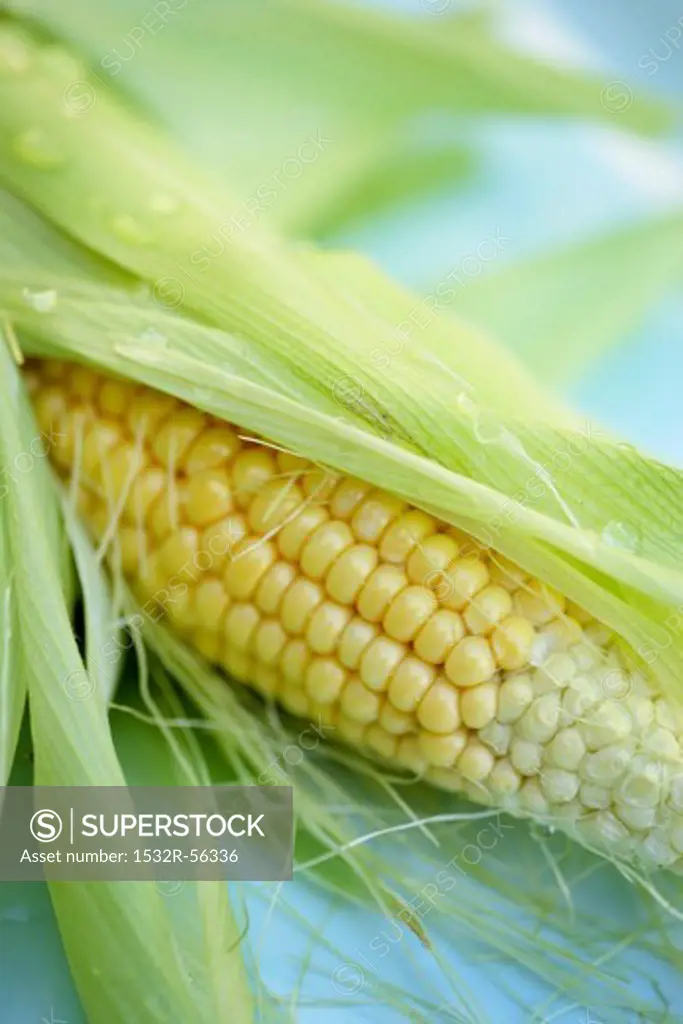 Partially Shucked Ear of Corn