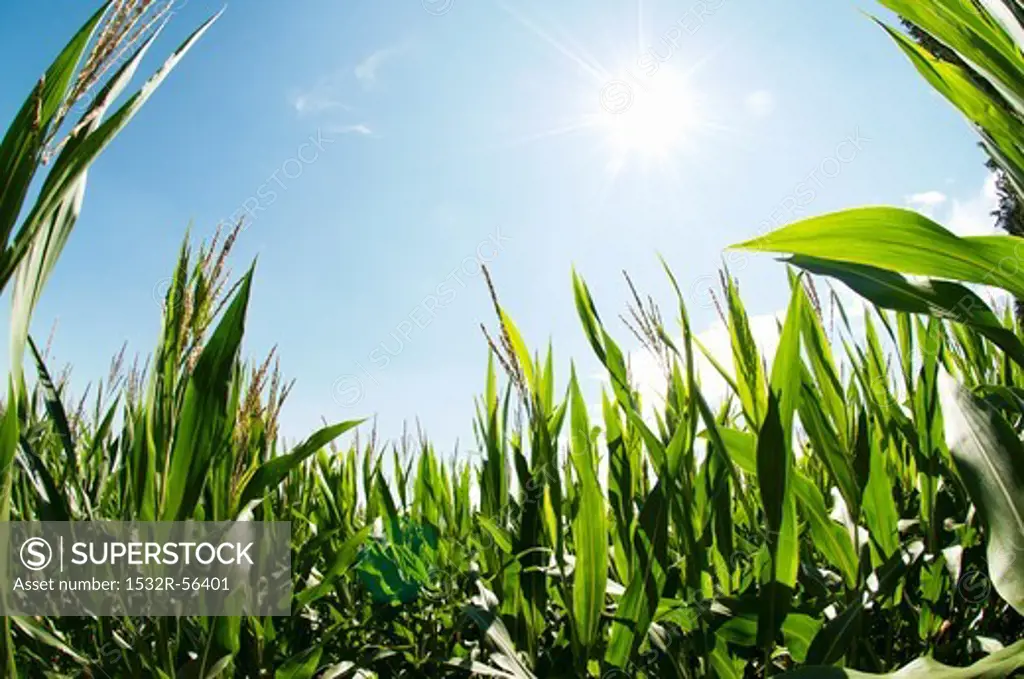 A corn field in the sun