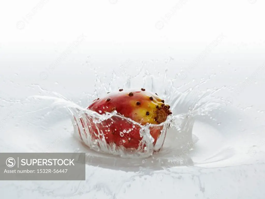 A cactus fig falling into water