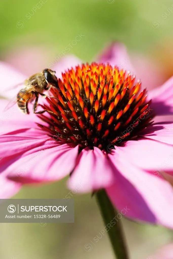 A red echinacea flower and a bee