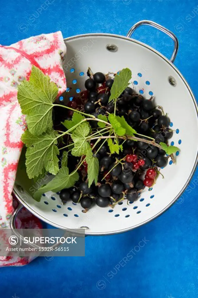 Redcurrants and jostaberries in a colander, seen from above