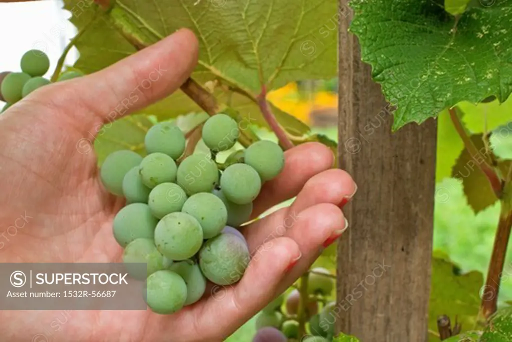 Hand Inspecting Grapes on the Vine