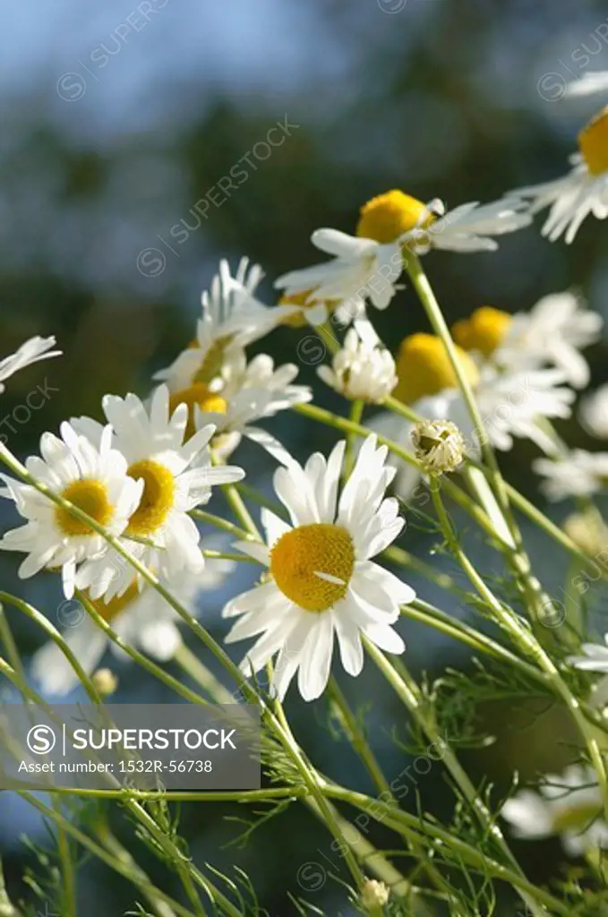 Camomile flowers (outside)