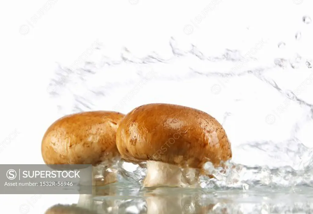 Two mushrooms in water