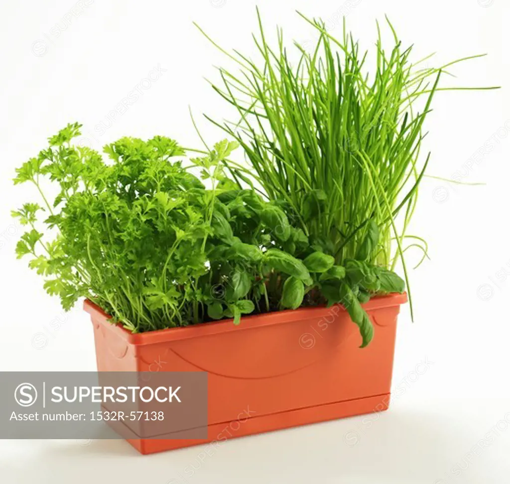 Parsley, basil and chives in a plant pot
