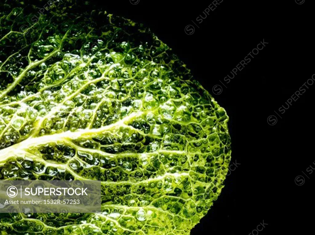 A savoy cabbage leaf in hot oil