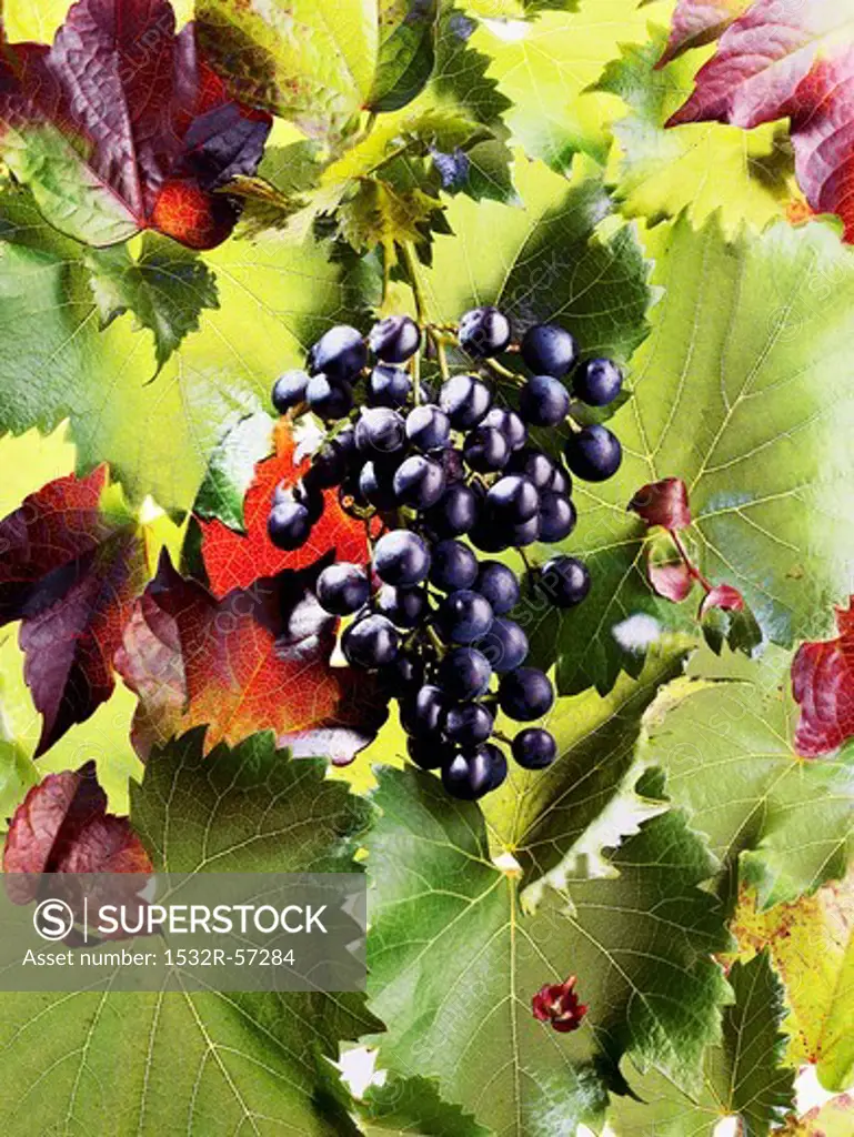 Fresh Bunch of Grapes
